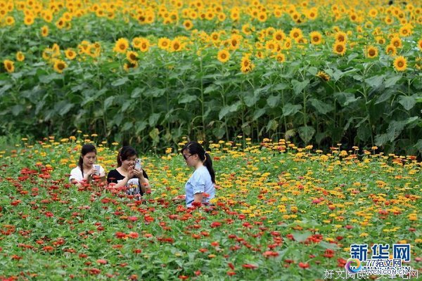 《情挑六月花》经典观后感集